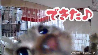 保護した地域猫、ケージ開放前に爪とぎを覚えてもらわないと…
