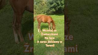 Zaraz jedziemy w teren🤩🥳!!! #music #horse #equestrian #hobbyhorsing #shorts #short #video #vlog #hh