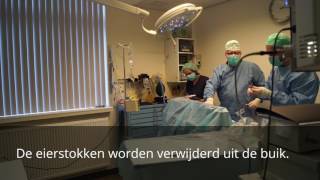 Laparoscopische sterilisatie teef Dierenkliniek de Arker