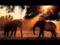 Mana Pools Photographic Camp