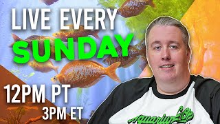 3 Tips and 3 Weeks to Amazing Looking Fish - Live Sundays 12pm PST/3PM EST Episode 274
