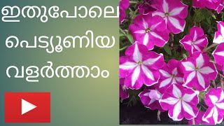 പെറ്റൂണിയ ചെടികളെ കുറിച്ച് അറിയേണ്ടതെല്ലാം || How to grow Petunia plants || Plant care in Malayalam