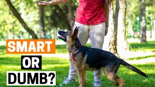 Are German Shepherds Smarter than other Dogs? (Explained)