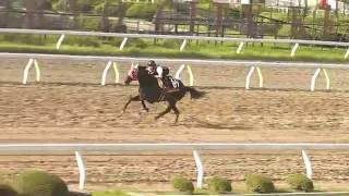 佐野厩舎　ヤハタマル号　調教映像　2016.6.27