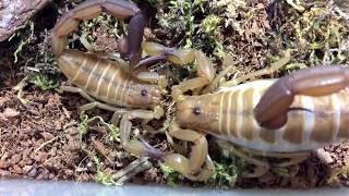 Compilation of Scorpion Mating