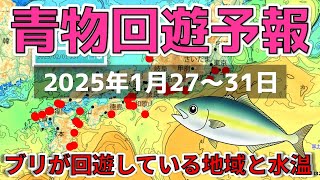 【青物回遊予報】ブリが釣れている地域と水温【2025年1月27～31日】