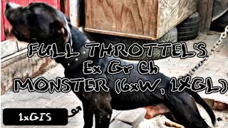 FULL THROTTEL'S Ex GR CH MONSTER (6xW, 1XGL,GIS)