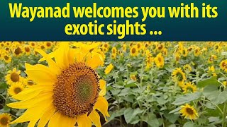 Watch eye-catching visuals of sunflower-clad Wayanad!