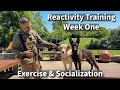 Understanding & Preventing Puppy (Dog) Reactivity | Part Two