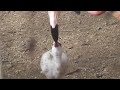 ミルクを飲むチリーフラミンゴの赤ちゃん flamingo nonhoi park 豊橋動植物公園