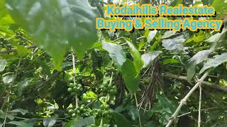 13.5 Cent farm land for sale in near thandigudi, kodaikanal mountain range