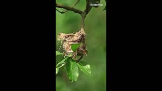 NATURE LOVERS ❣️ Mothers Love ❣️