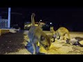 19/10/24 video terbaru malam ini.. berbahagi rezeki buat kucing jalanan