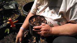 Transplanting Black Walnut and Pawnee Pecan Saplings