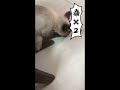 暹羅貓 siamese cat 貓能有多犯賤？ funny cat plays the elastic