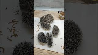 Сказка и её детки🥰🥰#африканскийёжик #hedgehog #cute #ёжик