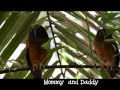 Ochre Bellied owl . Tangkoko Nature Reserve , Manado, Sulawesi.