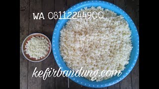 Bibit kefir asli / jual bibit kefir