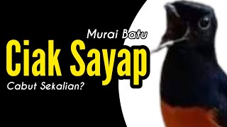 Murai Batu Ciak Sayap || Bulu Patah Baiknya Di Jabut Atau Di Biarkan || Bengkel Murai Batu