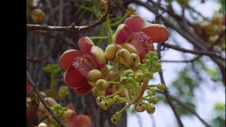 Cannonball Tree, Couroupita guianensis