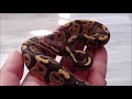 lsr fire ball python