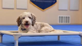 Blu (Australian Labradoodle) Boot Camp Dog Training Demonstration