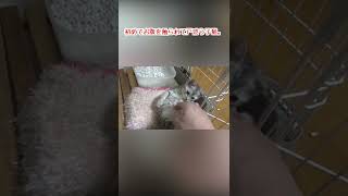 初めてお腹を触られて戸惑う子猫。　#Shorts