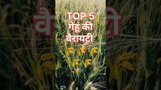 Gehu ki fasal | Gehu ka bhav | gehu ke khet #farming #gardening #agriculture