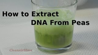 How To Extract DNA from Peas | Science Experiment