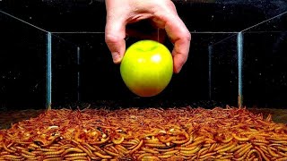 Watch 10,000 Mealworms Devour This Apple!