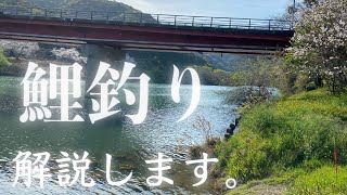 【大鯉釣りロマンを求めて】ちょっと僕の経験での鯉釣り解説しますパート2【知ってるようで知らないポイント】