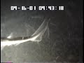 dogfish shark swims through cloud of krill