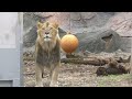 吠えるレグルスくん　【東山動物園】lion regulus kun higashiyama zoo