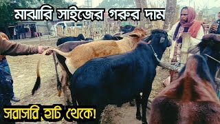 মাঝারি সাইজের গরুর দাম কত | আপডেট গরুর বাজার | Nibir Krishi