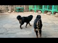 tibetan mastiff dogs 陌生人突然来到藏獒领地 藏獒凶猛的狂吼让场面一度无法控制