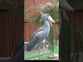 羽を広げて気持ちいい🌺 ハシビロコウふたば🌱feeling good★shoebill futaba★ shorts