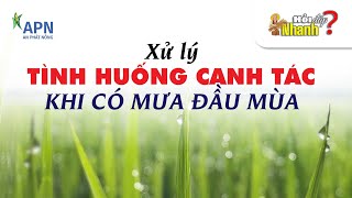 APN - XỬ LÝ TÌNH HUỐNG CANH TÁC  KHI GẶP MƯA ĐẦU MÙA | HỎI ĐÁP NHANH #anphatnong #apn #canhtaclua