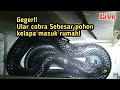 Ular Cobra sebesar pohon kelapa masuk kampung