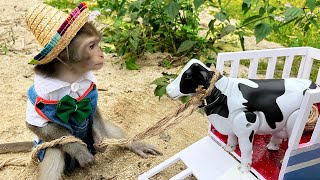 Funniest Animals 2022 😂 | Funny Baby Monkey Bim Bim Goes Herding Cows On The Green Grassland