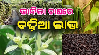 Vanilla chaasa re adhika laabha ra sujoga | ଭାନିଲା ଚାଷରେ ଅଧିକ ଲାଭର ସୁଯୋଗ || Vanilla Farming