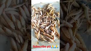 দেশি বেলে মাছ ৬০০ টাকা কেজি 🙆‍♂️🙆‍♂️😱😱😱#shorts #fishing #youtubeshorts #vairal