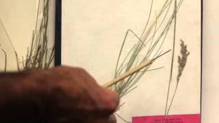 Video 4 - Grass Exam Study Tips - NRSM 102