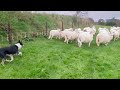 lot 80 scott – 05.02.25 farmers marts dolgellau online sheepdog auction