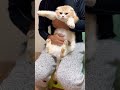 便秘気味の猫のお腹をマッサージ🐈 スコティッシュフォールド shorts