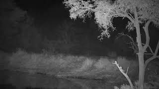 Djuma Private Game Reserve Live Stream