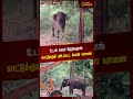 உடல் நலம் தேறியதால் காட்டுக்குள் விடப்பட்ட பெண் யானை elephant coimbatore newstamil24x7