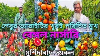 লেবুর ভ্যারাইটির বেস্ট নার্সারি বেঙ্গল নার্সারি।Bengal Nursery All citrus verity plant