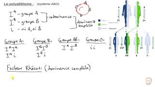 Génétique : Le polyallélisme