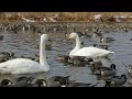 あぶくま親水公園　白鳥カモ 福島市　2024 12 24撮影