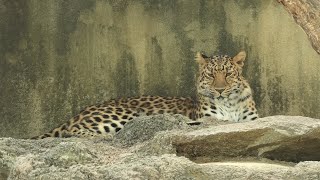 アムールヒョウ の『セイラ』 (神戸市立 王子動物園) 2020年8月4日